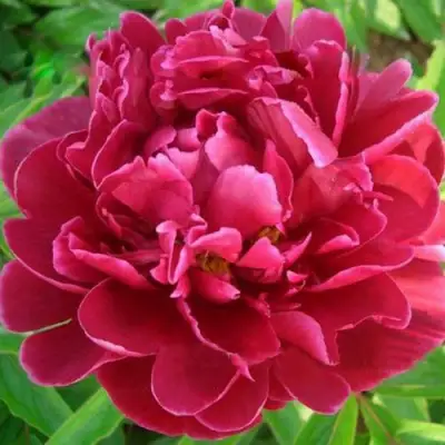 Пион КИТАЙСКИЙ ШЕЛК травянистый в Жлобине