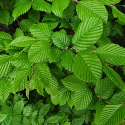 Граб  в Жлобине