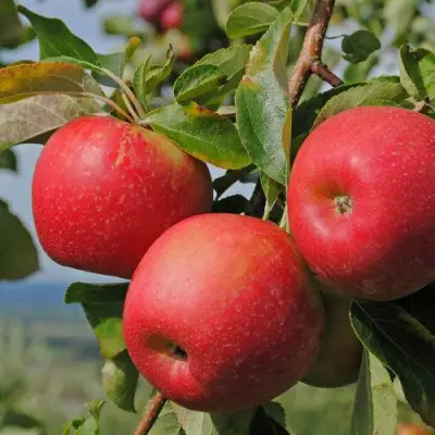 Яблоня ГАЛА МАСТ в Жлобине