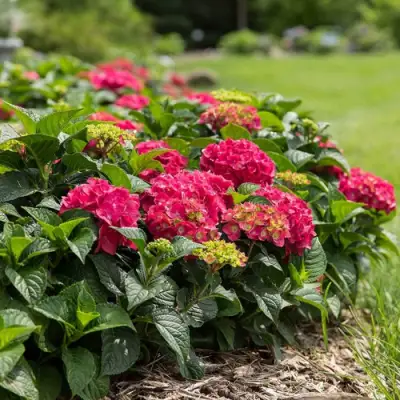 Гортензия ЭНДЛЕСС САММЕР ЛАВ крупнолистная в Жлобине