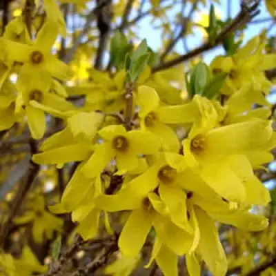 Форзиция ФОРЧУНА в Жлобине