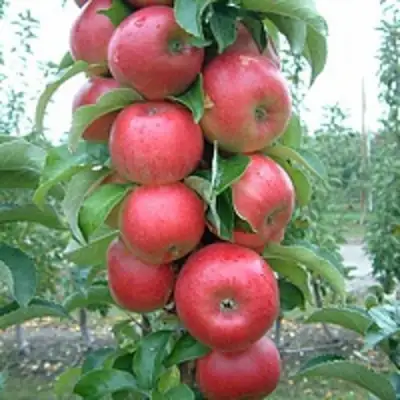 Яблоня АНТЕЙ КИЕВСКИЙ колонновидная в Жлобине