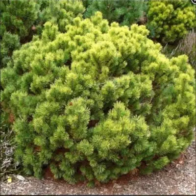 Ель ДАНС ДВАРФ обыкновення в Жлобине