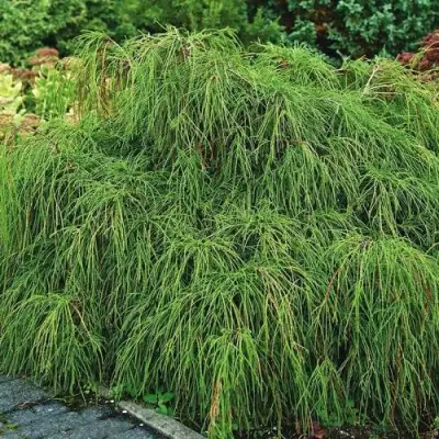 Кипарисовик ФИЛИФЕРА НАНА горохоплодный  в Жлобине