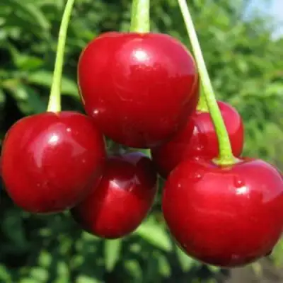 Дюк ПРЕВОСХОДНАЯ ВЕНЬЯМИНОВА в Жлобине