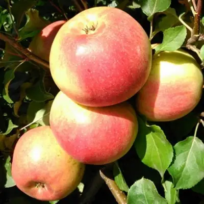 Яблоня ЭМБАССИ в Жлобине