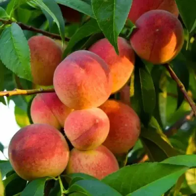 Персик ЗОЛОТОЙ ЮБИЛЕЙ в Жлобине