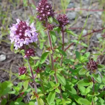 Тимьян яйцевидный в Жлобине