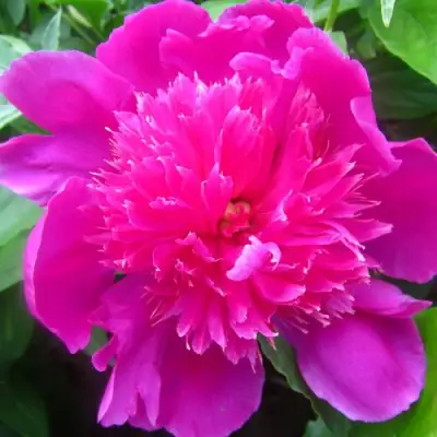 Пион РОЗОВЫЙ БУДДА травянистый в Жлобине