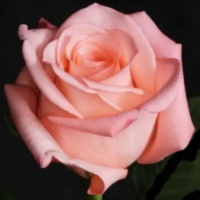 Роза АНГАЖЕМЕНТ чайно-гибридная в Жлобине