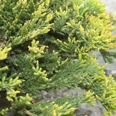 Можжевельник ГОЛДЕН КАРПЕТ горизонтальный  в Жлобине
