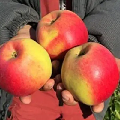 Яблоня СОКОЛОВСКОЕ стелющаяся в Жлобине