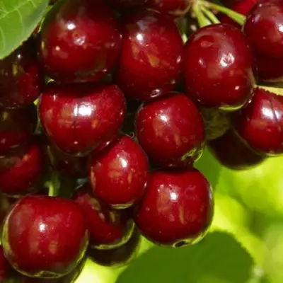 Черешня ВАЛЕРИЙ ЧКАЛОВ в Жлобине