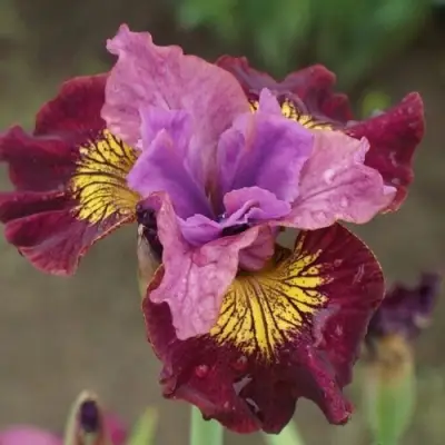 Ирис МИСС ЭППЛ сибирский в Жлобине