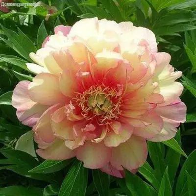 Пион ДЖУЛИЯ РОУЗ ито-гибрид в Жлобине