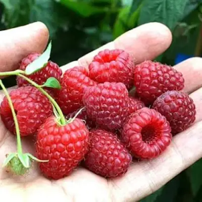 Малина ХИМБО-ТОП в Жлобине