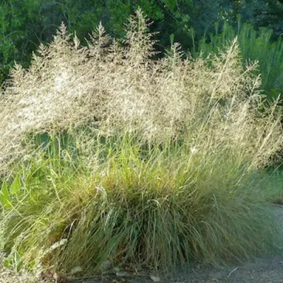 Каплесеменник воздушный в Жлобине