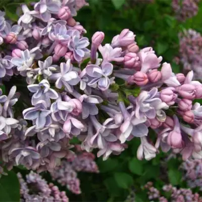 Сирень КОНДОРСЕ в Жлобине