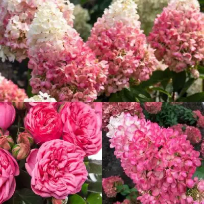 Комплект МАЛИНОВЫЙ ДЕСЕРТ в Жлобине