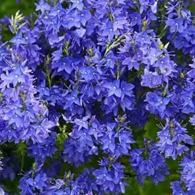 Вероника РОЯЛ БЛЮ большая в Жлобине