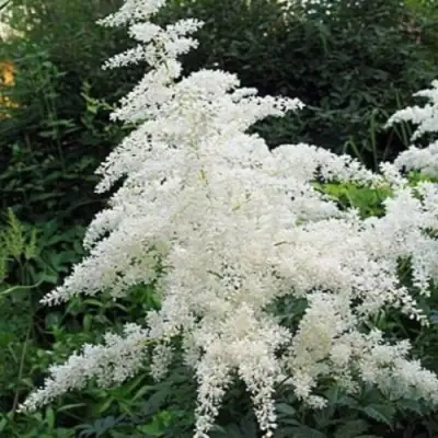 Астильба БРАУТШЛЕЙЕР Арендса в Жлобине