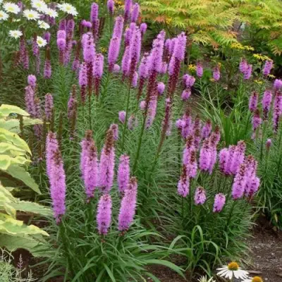 Лиатрис РОЗЕА колосковая в Жлобине