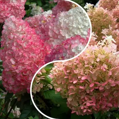 Комплект МАЛИНОВЫЙ ЗАКАТ в Жлобине