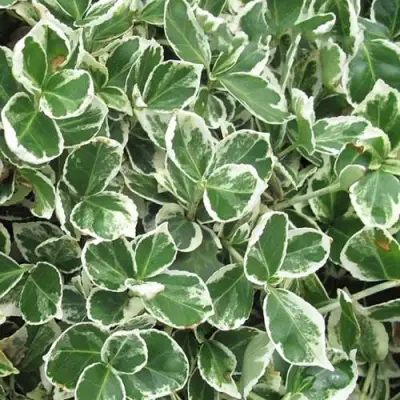 Бересклет ЭМЕРАЛЬД ГАИТИ форчуна  в Жлобине