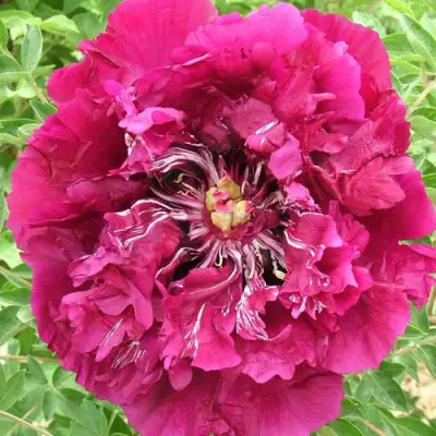 Пион ПУРПУРНЫЙ ОКЕАН древовидный в Жлобине