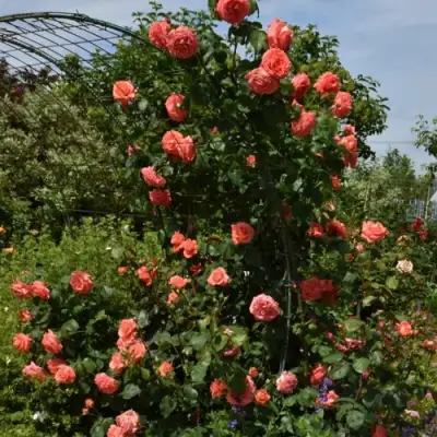 Роза ДИ ДИ БРИДЖУОТЕР плетистая в Жлобине