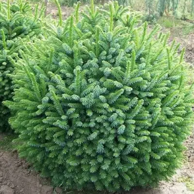 Ель НАНА сербская в Жлобине