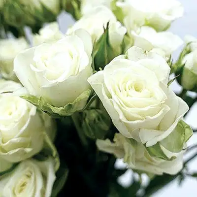 Роза СНОУФЛЕЙК спрей в Жлобине