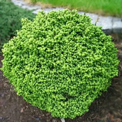 Ель ЛИТЛ ДЖЕМ обыкновенная в Жлобине