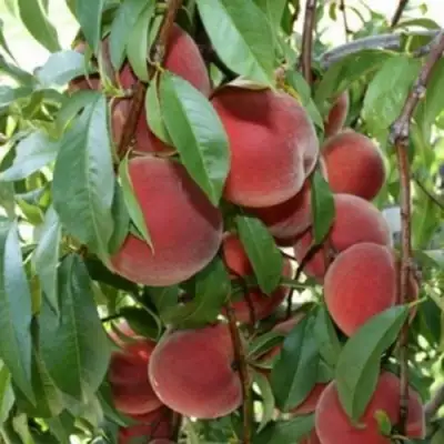 Персик ЮБИЛЕЙ СТОЛИЦЫ колонновидный в Жлобине