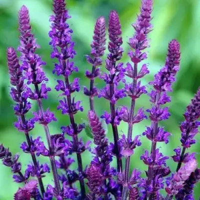 Шалфей КАРАДОНА в Жлобине