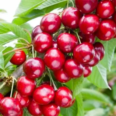 Вишня МАЛЮТКА колонновидная в Жлобине