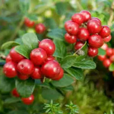 Брусника садовая РУНО БЕЛЯВСКИ в Жлобине