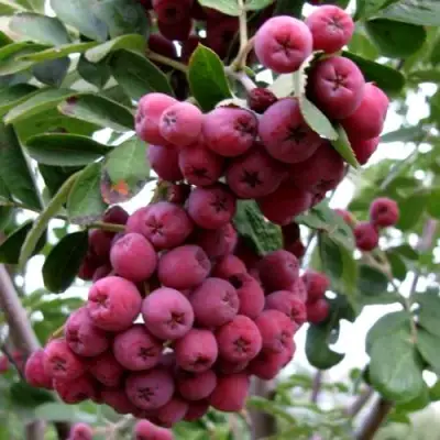 Рябина ТИТАН сладкоплодная  в Жлобине