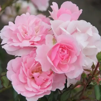 Роза БОНИКА флорибунда в Жлобине