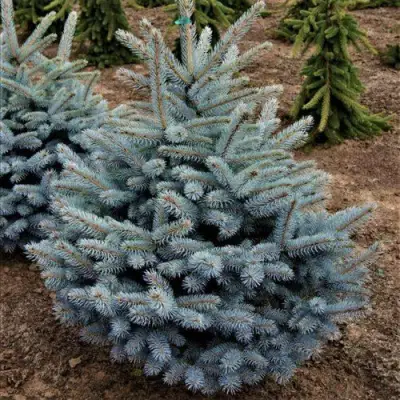 Ель МИСТИ БЛЮ голубая в Жлобине