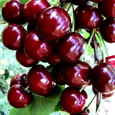 Черешня ОЛЕНЬКА в Жлобине