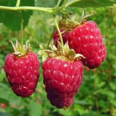 Малина ГОРДОСТЬ РОССИИ в Жлобине