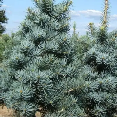 Пихта КОНКОЛОР в Жлобине