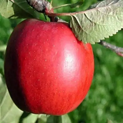 Яблоня РЕДФРИ в Жлобине