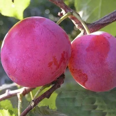 Слива ДЕЛИКАТНАЯ в Жлобине