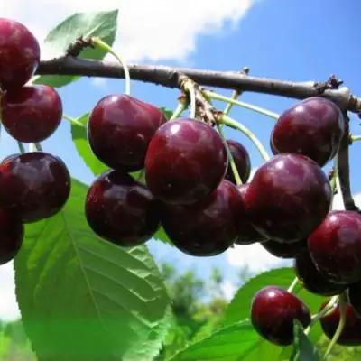 Дюк ЧУДО-ВИШНЯ в Жлобине