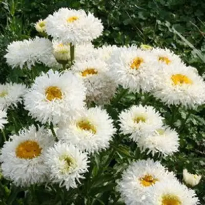 Нивяник КРЕЙЗИ ДЕЙЗИ наибольший в Жлобине