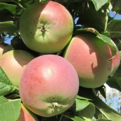 Яблоня МОСКОВСКОЕ ЗИМНЕЕ в Жлобине