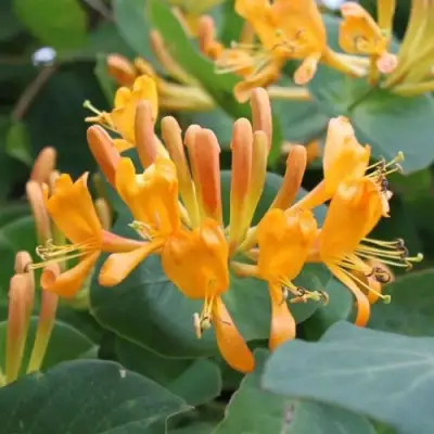 Жимолость ТЕЛЬМАНА в Жлобине