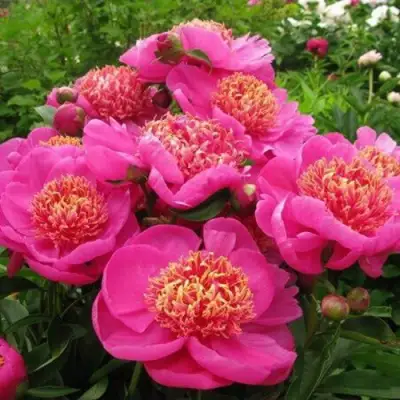 Пион ДОРИН травянистый в Жлобине